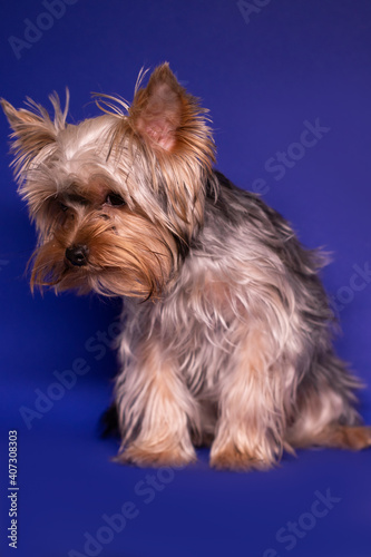 Yorkshire Terrier puppy on colorful blue background. pet, animal, purebred
