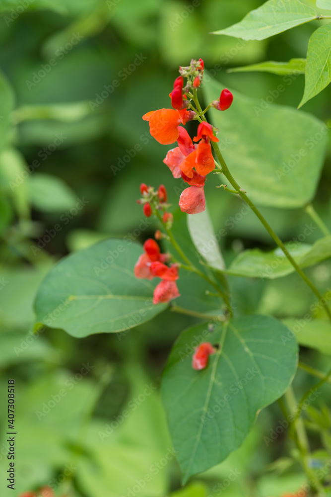 Detail of red flowers of kidney bean (Phaseolus coccineus) blooming on green plants in homemade garden. Macro close-up. Organic farming, healthy food, BIO viands, back to nature concept. Detail of red flowers of kidney bean (Phaseolus coccineus) blooming on green plants in homemade garden. Macro close-up. Organic farming, healthy food, BIO viands, back to nature concept.