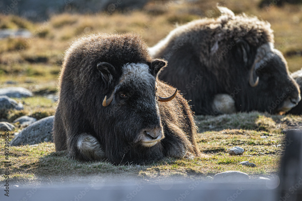 musk ox in norway in dovrefjell relaxing in autumn musk ox in norway in dovrefjell relaxing in autumn