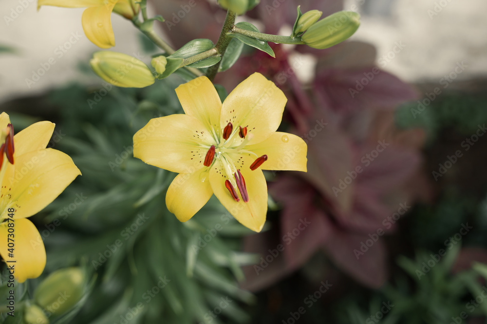 Fototapeta premium Yellow bright lily flower in the center of picture