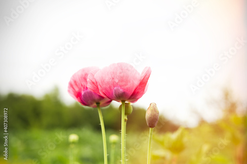 Poppy flower two pink color on skyline