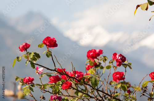Fototapeta Naklejka Na Ścianę i Meble -  Red roses against the mountains, Manali, India