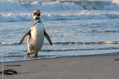 Magellanic penguin in the Falkland Islands.
