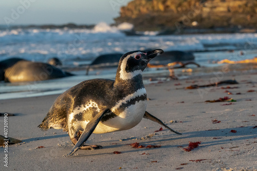 Magellanic penguin in the Falkland Islands. © Johannes Jensås