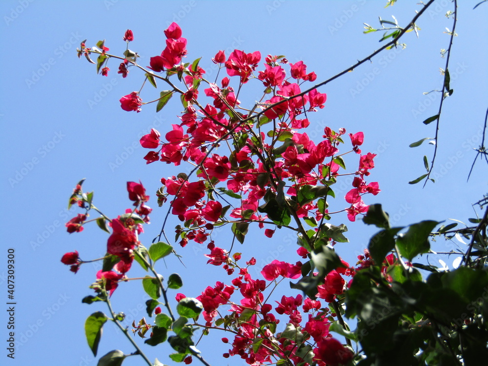 Tree Blossoms Against Blue Sky Tree Blossoms Against Blue Sky