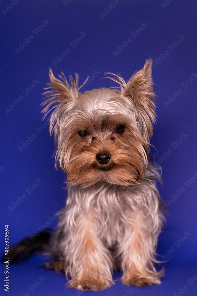 Yorkshire Terrier puppy on colorful blue background. pet, animal, purebred