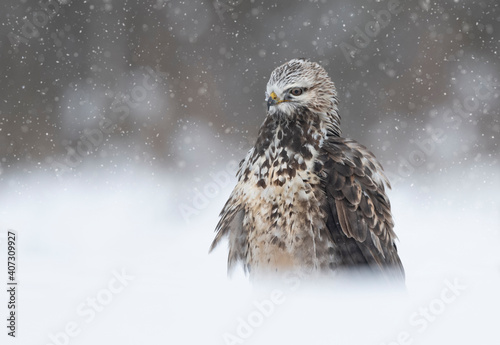 Rough-legged buzzard ( Buteo lagopus ) in winter scenery