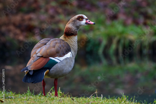 Nilgans (Alopochen aegyptiacus) © Rolf Müller