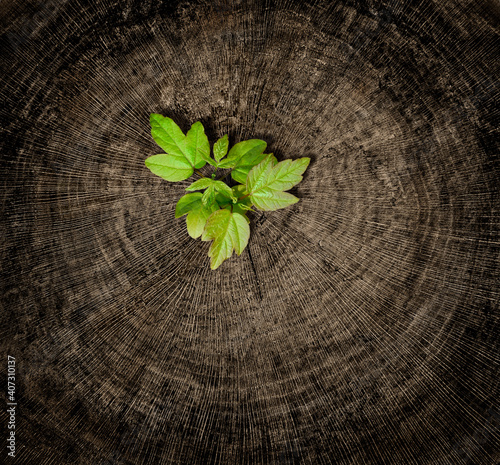 Фотография Recycled tree stump growing a new sprout or seedling.