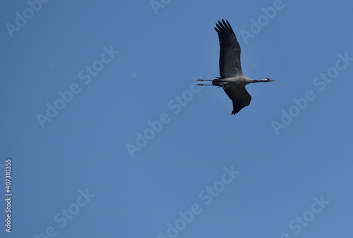 Crane in flight fleeing the threat