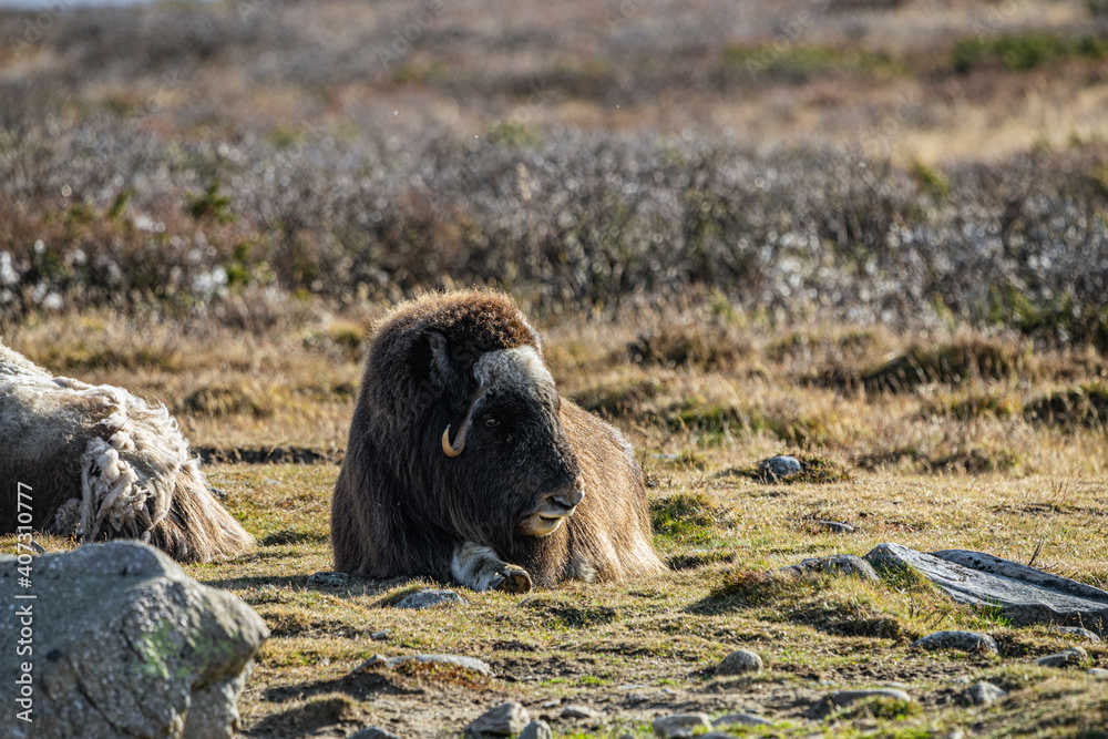 musk ox in norway in dovrefjell relaxing in autumn musk ox in norway in dovrefjell relaxing in autumn