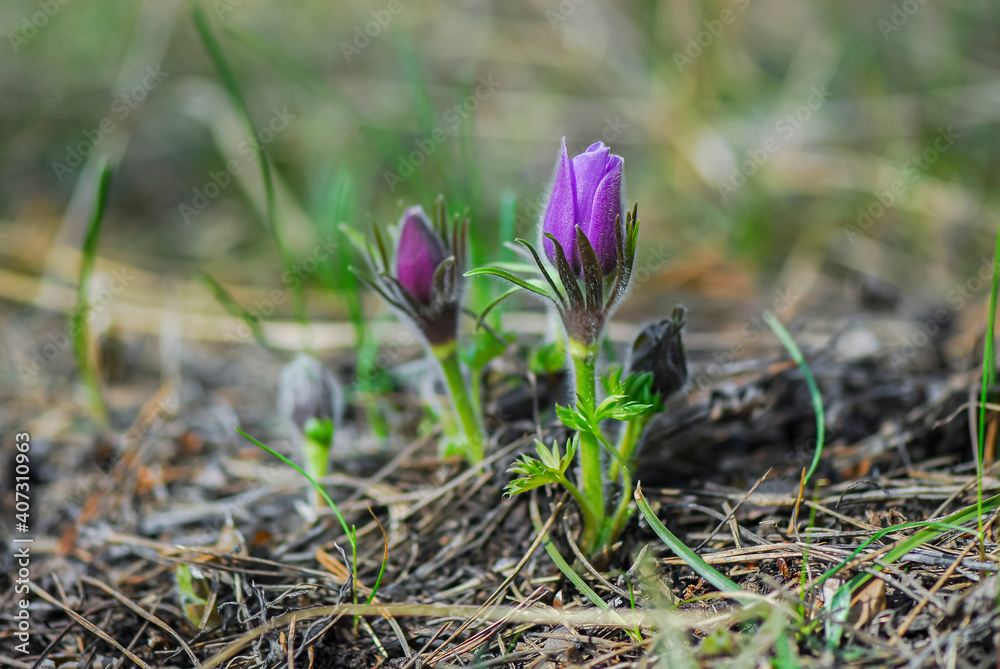 Obraz premium Nice violet Pulsatilla patens flowers in spring time forest, nature awakening