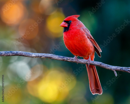 Northern Cardinal on a Branch