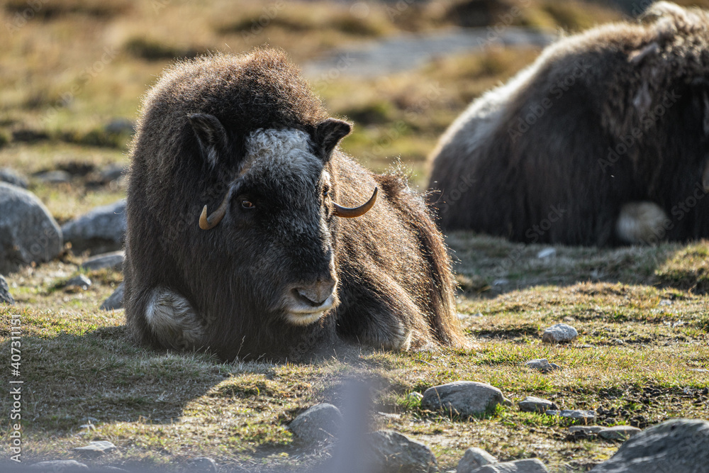 musk ox in norway in dovrefjell relaxing in autumn musk ox in norway in dovrefjell relaxing in autumn