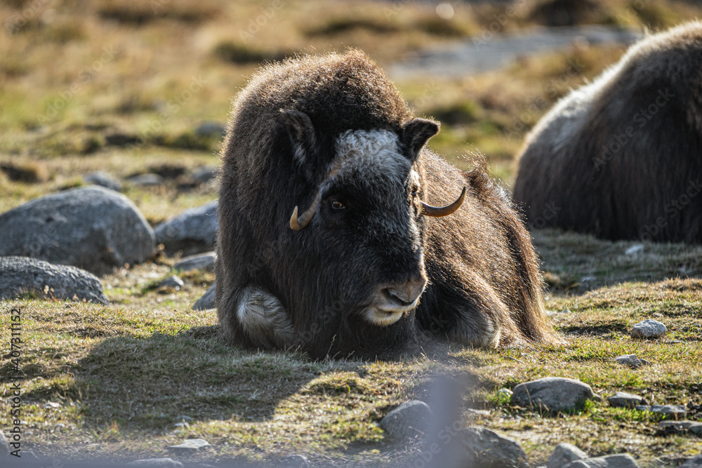 musk ox in norway in dovrefjell relaxing in autumn musk ox in norway in dovrefjell relaxing in autumn