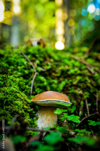 Porcini mushrooms 