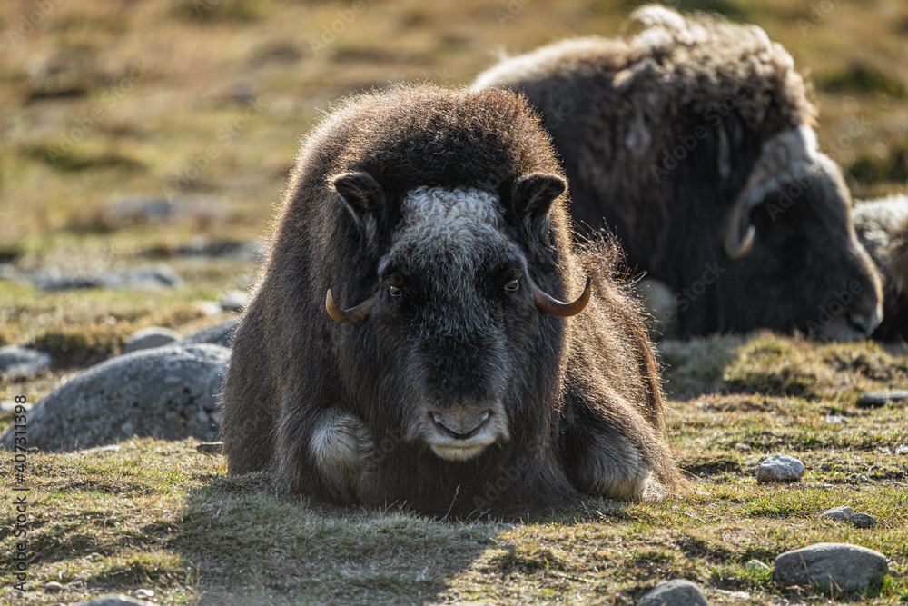 Fototapeta premium musk ox in norway in dovrefjell relaxing in autumn