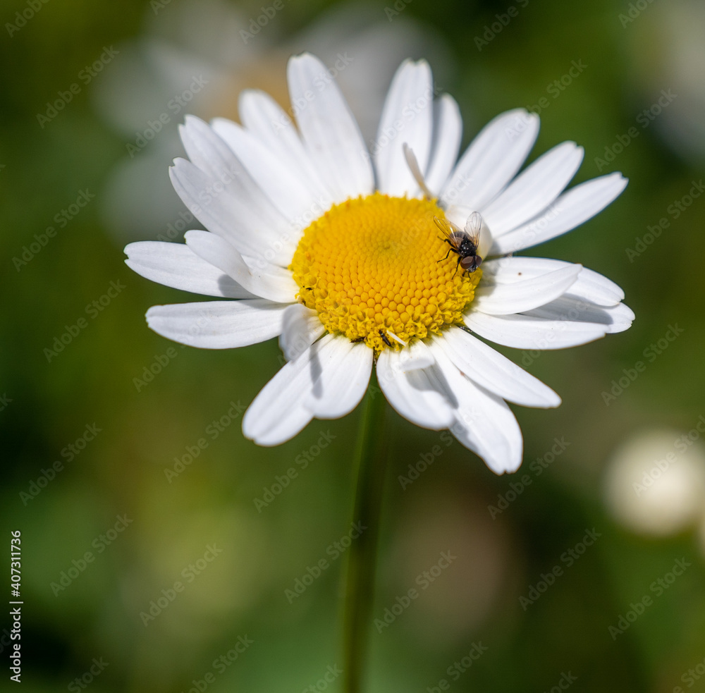small fly in flower small fly in flower