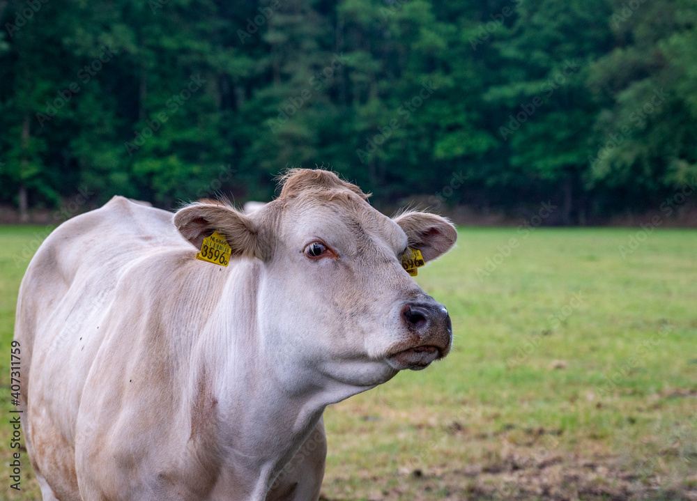 Dutch cows in a field
