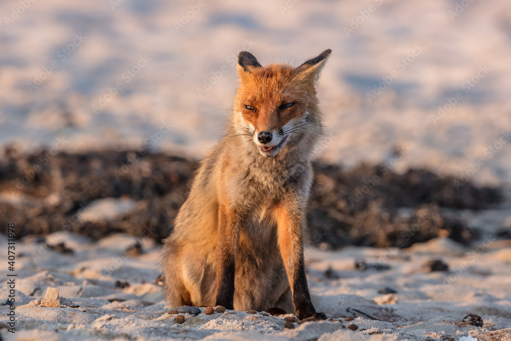 fuchs fuchs