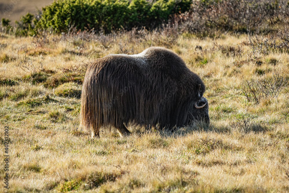 musk ox in norway in dovrefjell relaxing in autumn musk ox in norway in dovrefjell relaxing in autumn