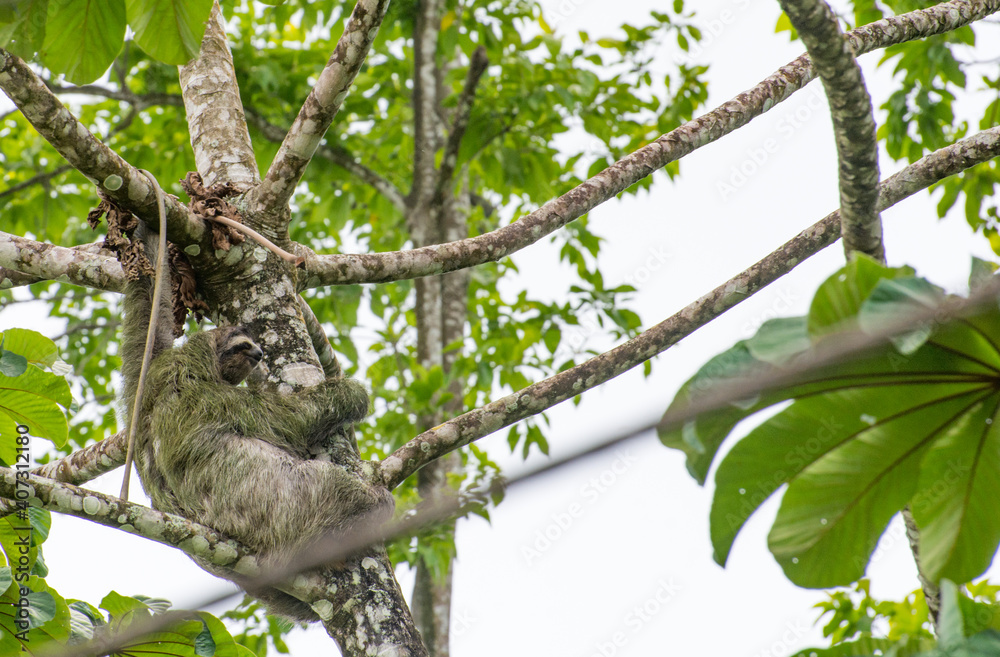 Fototapeta premium a rare three finger sloth