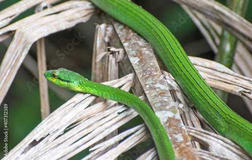 green snake crawling an a palm leaf
