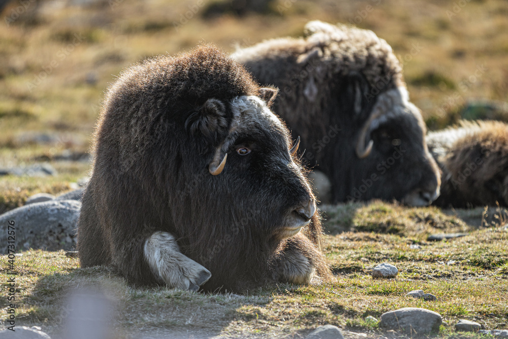 musk ox in norway in dovrefjell relaxing in autumn musk ox in norway in dovrefjell relaxing in autumn