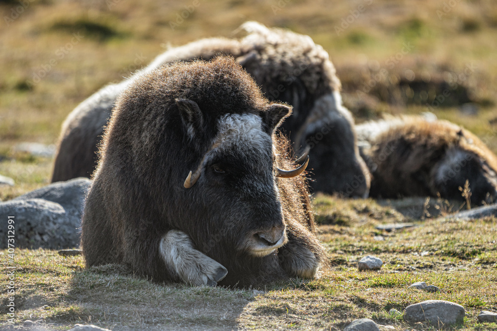 musk ox in norway in dovrefjell relaxing in autumn musk ox in norway in dovrefjell relaxing in autumn