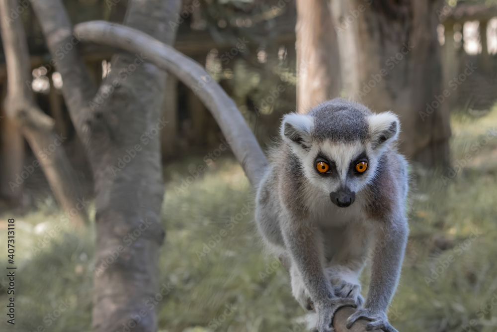 Obraz premium The ring-tailed lemur (Lemur catta) in a zoological garden. A baby Lemur climbs along a tree branch. 