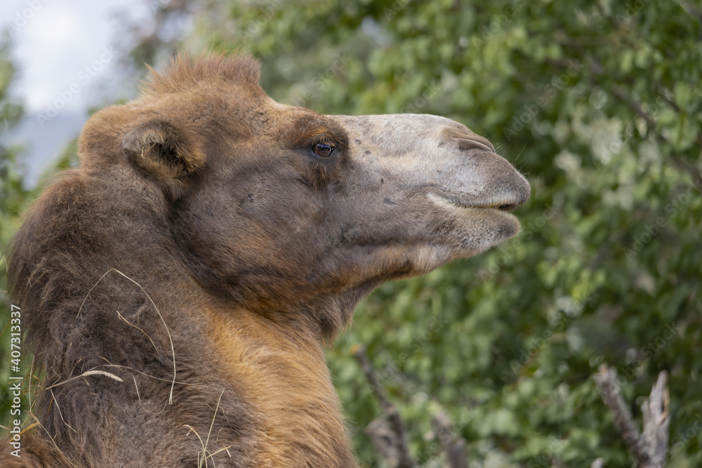 Portrait of a camel in profile in the background of a deciduous tree.close up portrait(Camelus bactrianus) 
