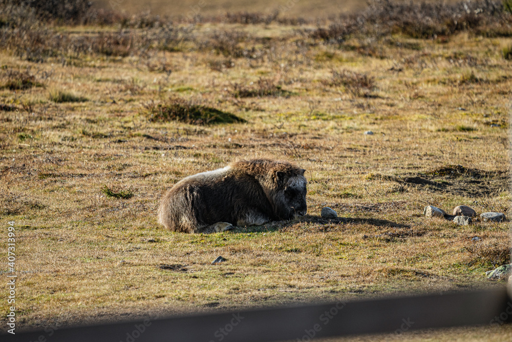 musk ox in norway in dovrefjell relaxing in autumn musk ox in norway in dovrefjell relaxing in autumn