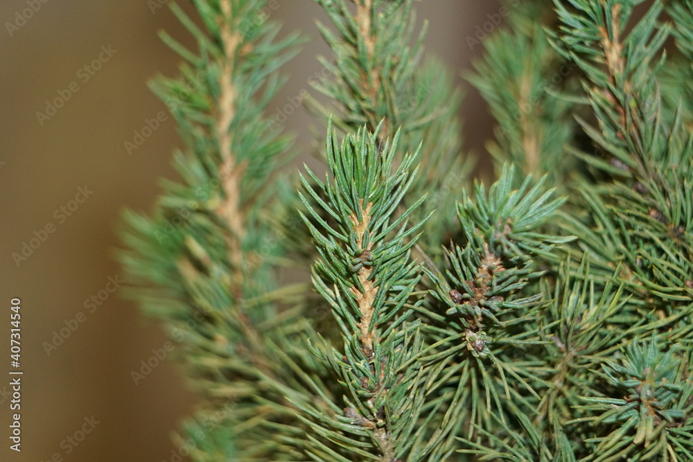 Christmas tree branches