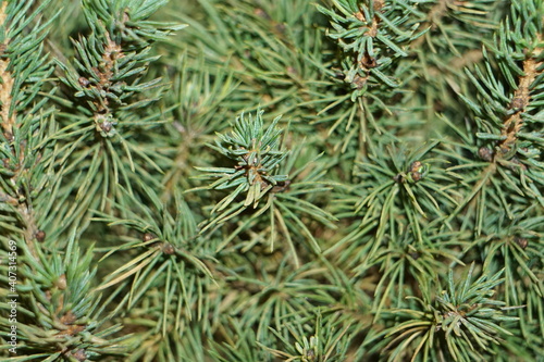 Christmas tree branches