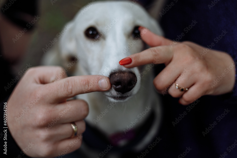 dog in the hands