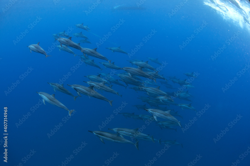 Family of spinner dolphins searching for food. Marine life in the Indian ocean. Swimming with dolphins.