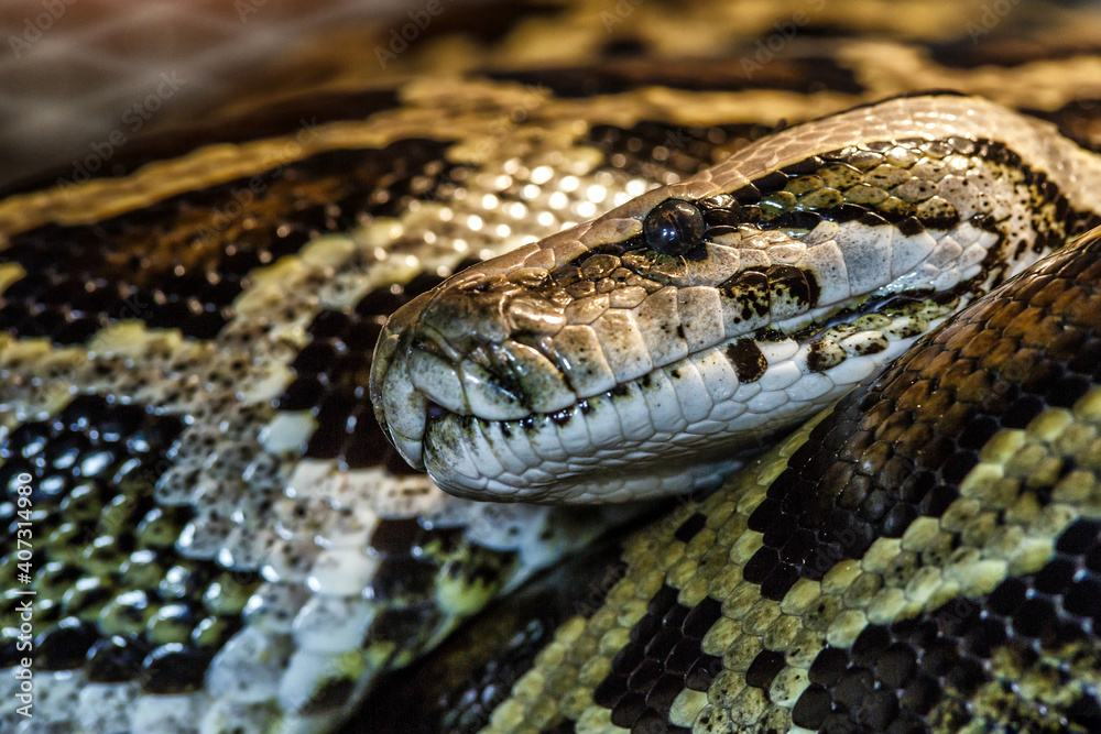 Ball Python Face