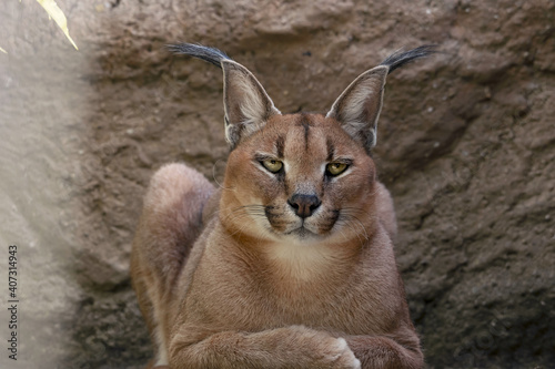 The caracal rests in his paddock and looks straight into the camera. (Caracal caracal) In the background a wall