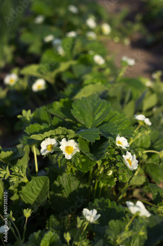 Blooming strawberry bushes in rows, gardening. Growing berries, summer sunny day. Copy space