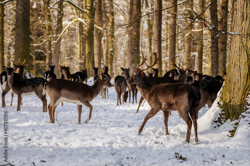 A group of wild fallow deers lying and resting in the garden of medieval Castle Blatna in winter sunny day, Herd of red deer in its natural enclosure in the forest, Czech Republic