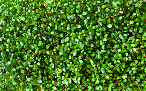 Fotografía Microgreens alfalfa background texture. Alfalfa sprouts closeup.