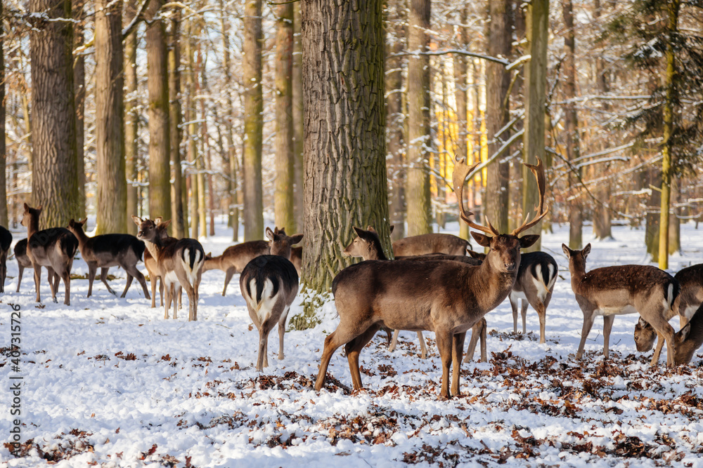 A group of wild fallow deers lying and resting in the garden of medieval Castle Blatna in winter sunny day, Herd of red deer in its natural enclosure in the forest, Czech Republic A group of wild fallow deers lying and resting in the garden of medieval Castle Blatna in winter sunny day, Herd of red deer in its natural enclosure in the forest, Czech Republic