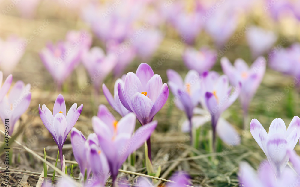 Crocus flower field. Beautiful Springtime Background. Soft focus Crocus flower field. Beautiful Springtime Background. Soft focus
