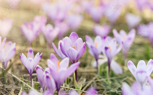 Crocus flower field. Beautiful Springtime Background. Soft focus