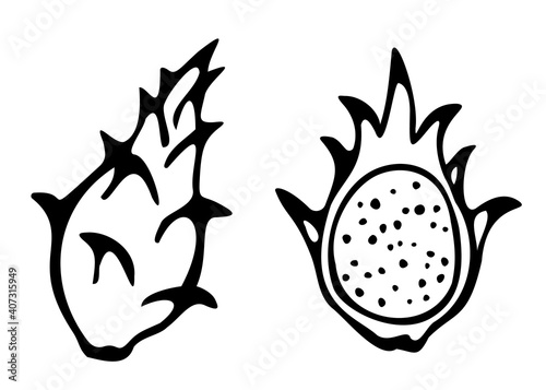 Vector illustration of hand drawn dragon fruit. Black contour isolated on white background