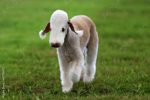 Bedlington Terrier