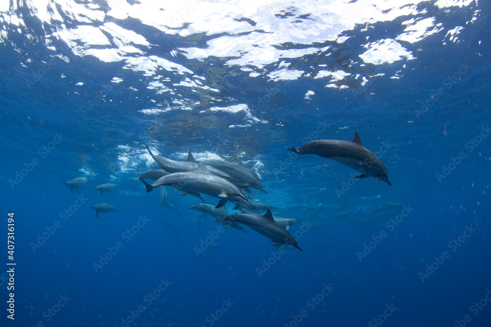Family of spinner dolphins searching for food. Marine life in the Indian ocean. Swimming with dolphins. Family of spinner dolphins searching for food. Marine life in the Indian ocean. Swimming with dolphins.