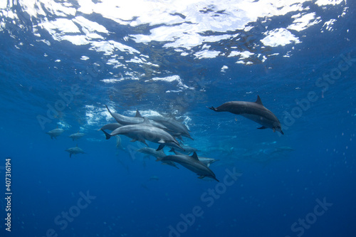 Family of spinner dolphins searching for food. Marine life in the Indian ocean. Swimming with dolphins.