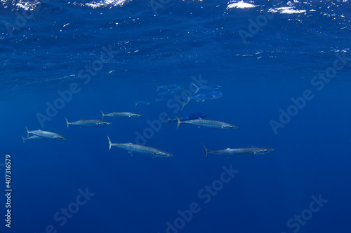 Wahoos swim near the surface. Predatory fishes in the Indian ocean. Swimming with the wahoos photo