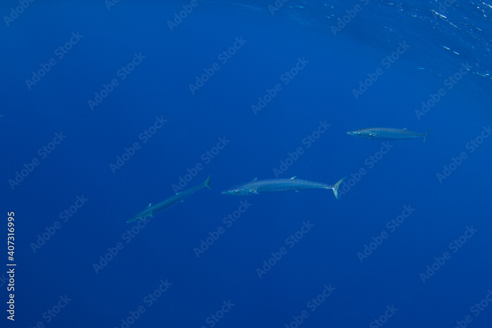 Obraz premium Wahoos swim near the surface. Predatory fishes in the Indian ocean. Swimming with the wahoos